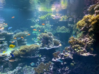 Zoo Zurich / Das Akvaryumu des Zoo Zuerich / L 'Acquarium du Zoo Zurich - Zürih (Zuerich), İsviçre (Schweiz)