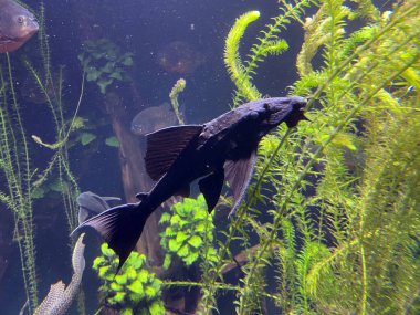 Leopar Pleco (Glyptoperichthys gibbiceps), Sailfin Pleco, Gibby, Der Waben-Schilderwels oder Segel-Schilderwels ili Brokatni gliptopericht - Zürih Hayvanat Bahçesi (Zuerich), İsviçre / Schweiz