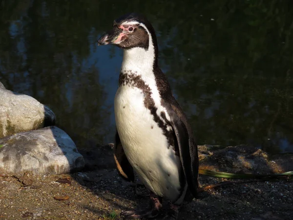 Humboldt Penguin Spheniscus Humboldti Der Humboldt Pinguin Oder Humboldtpinguin Manchot — Stock Photo, Image