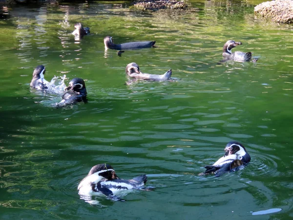 Humboldt Pengueni Spheniscus Humboldti Der Humboldt Pinguin Oder Humboldtpinguin Manchot — Stok fotoğraf