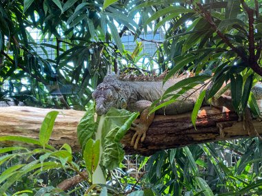 Yeşil iguana (iguana), Amerikan iguanası, Der Grune Leguan (Gruene Leguan), Zelena iguana ili Obicna iguana - The Zoo Zurich (Zuerich), İsviçre / Schweiz
