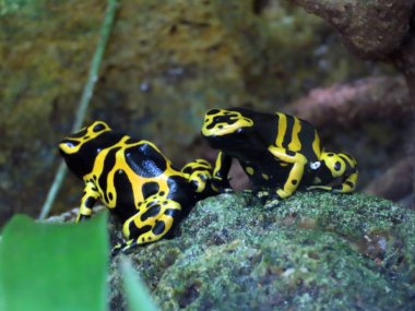 Sarı bantlı zehirli dart kurbağası (Dendrobates leucomelas), sarı başlı zehirli ok kurbağası, Bumblebee zehirli kurbağası, Gelbgebanderter Baumsteiger oder Gelbgebaenderter Pfeilftfrosch - Zürih Hayvanat Bahçesi (Zuerich), İsviçre / Schweiz