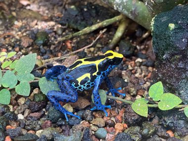 Boyanmış dart kurbağası (Dendrobates tinctorius), zehirli dart kurbağası, Tinc veya Der Farberfrosch (Faerberfrosch) - Hayvanat bahçesi Zürih (Zuerich), İsviçre / Schweiz