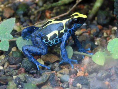 Boyanmış dart kurbağası (Dendrobates tinctorius), zehirli dart kurbağası, Tinc veya Der Farberfrosch (Faerberfrosch) - Hayvanat bahçesi Zürih (Zuerich), İsviçre / Schweiz