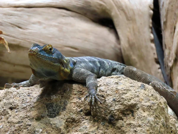 Baja Blue Rock Lizard Petrosaurus Thalassinus Blauer Felsenleguan Zoo Zurich — Stock Photo, Image