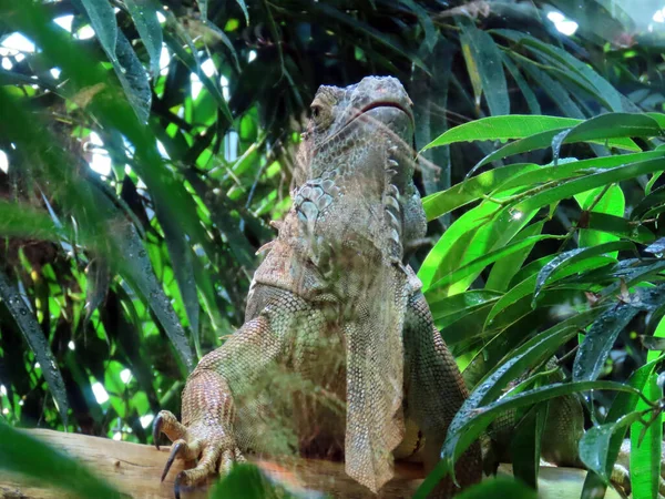 Green Iguana Iguana Iguana American Iguana Der Grune Leguan Gruene — Stock Photo, Image