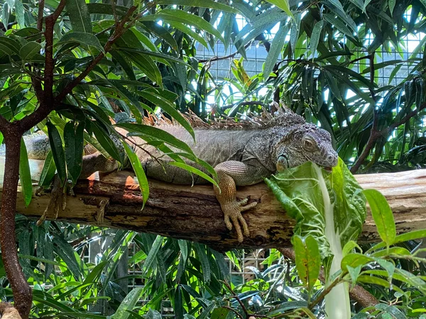 Green Iguana Iguana Iguana American Iguana Der Grune Leguan Gruene — Stock Photo, Image