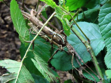 Orman perisi (Heteropteryx dilatata), Malezya sopa çekirgesi, Malezya orman perisi, Malezya orman perisi veya Die Malaiische Riesengespenstschrecke - Zürih Hayvanat Bahçesi (Zuerich), İsviçre / Schweiz