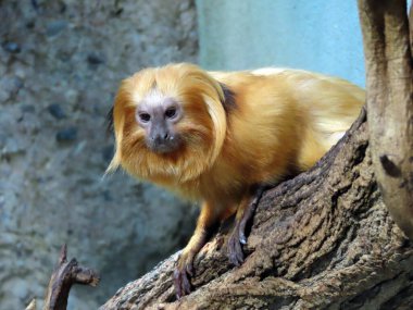 Altın aslan tamarini (Leontopithecus rosalia), Altın marmoset, Das Goldene Lowenaffchen (Loewenaeffchen) oder Goldgelbes Lowenaffchen - Zürih Hayvanat Bahçesi (Zuerich), İsviçre / Schweiz