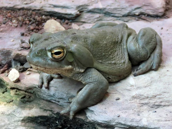 Βάτραχος Του Ποταμού Κολοράντο Incilius Alvarius Βάτραχος Της Ερήμου Sonoran — Φωτογραφία Αρχείου