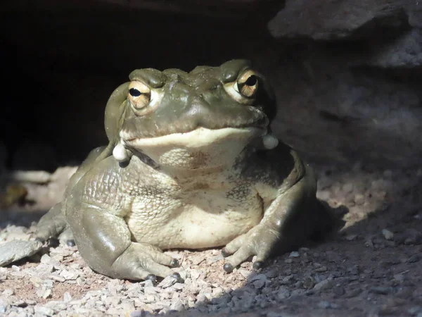 Colorado Nehri kurbağası (İncilius alvarius), Sonoran Çölü kurbağası, Die Coloradadokrote (Coloradroete) oder Sonora-Netzkrote (Sonora-Netzkroete) - Zürih Hayvanat Bahçesi (Zuerich), İsviçre / Schweiz