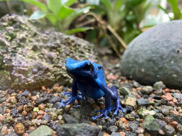 Mavi Zehirli Kurbağası Dendrobates Tinctorius Azureus Mavi Zehirli Kurbağası Der — Stok fotoğraf