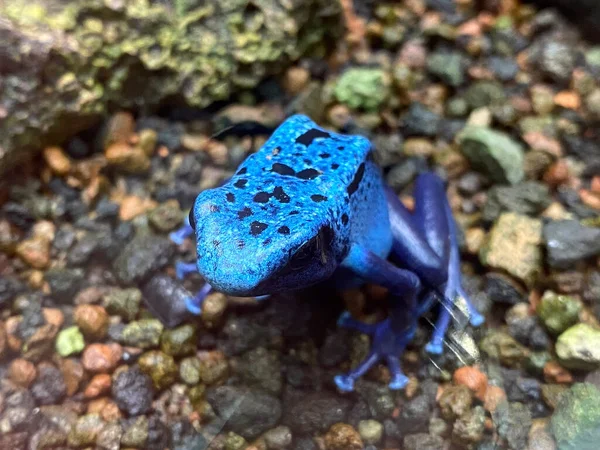 Blue poison dart frog (Dendrobates tinctorius azureus), Blue poison arrow frog, Der Blaue Baumsteiger, Azurblauer Baumsteiger oder Blauer Pfeilgiftfrosch - Zurich Zoo (Zuerich), Switzerland / Schweiz