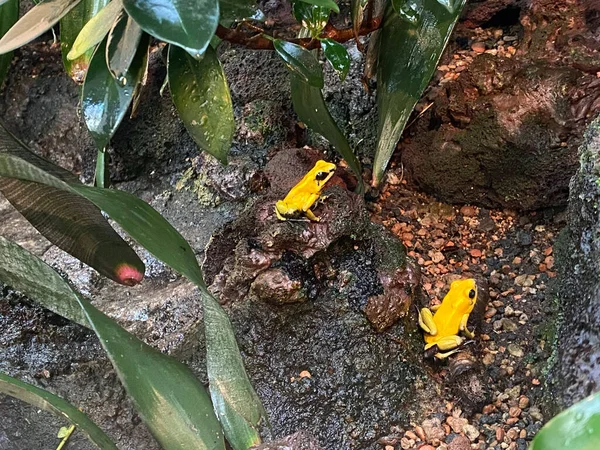 Golden poison arrow frog (Phyllobates terribilis), Golden poison frog, Golden dart frog, Der Schreckliche Pfeilgiftfrosch, Schrecklicher Giftfrosch oder Schrecklicher - Zurich Zoo (Zuerich), Switzerland / Schweiz