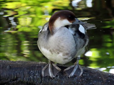 Gözlüklü Ördek (Speculanas specularis), Bronz kanatlı ördek, Kupferspiegelente veya Bjelogrla patka - Zürih Hayvanat Bahçesi (Zuerich), İsviçre / Schweiz