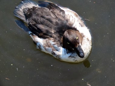 Zürih Hayvanat Bahçesi 'nde ördekler ya da Der Natuerlichen' de Enten Umgebung des Zuercher Hayvanat Bahçeleri - Zürich Hayvanat Bahçesi (Zuerich), İsviçre / Schweiz