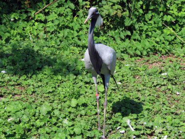 Demoiselle vinç (Grus virgo, syn. Anthropoides virgo), Der Jungfernkranich, Grue demoiselle, Grulla Damisela, Damigella della Numidia veya Zdral Krunas ili Mali Zdral - Zürih Hayvanat Bahçesi (Zuerich), İsviçre / Schweiz