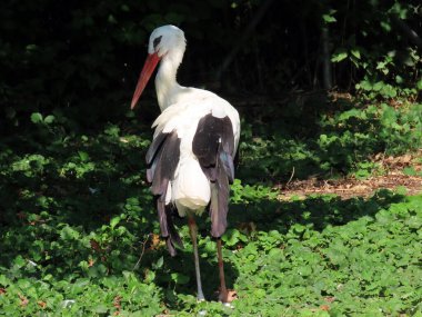 Beyaz Leylek (Ciconia ciconia), Weissstorch, Cigogne blanche, Cicogna bianca veya Bijela roda - The Zoo Zurich (Zuerich), İsviçre / Schweiz