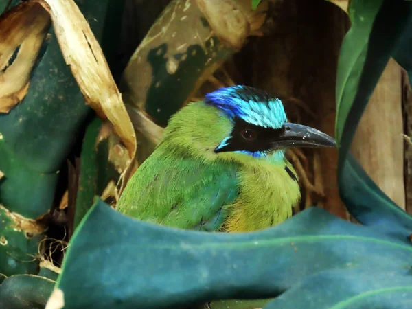 Αμαζόνιο Motmot Momotus Momota Blauscheitelmotmot Diadem Saegeracke Oder Blaukronenmotmot Ζωολογικός — Φωτογραφία Αρχείου