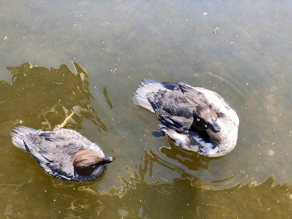 Patos Entorno Natural Del Zoológico Zúrich Enten Der Natuerlichen Umgebung — Foto de Stock