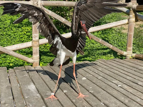 Чёрный Аист Ciconia Nigra Der Schwarzstorch Cicogna Nera Cigogne Noire — стоковое фото