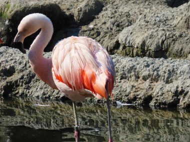 Şili flamingosu (Phoenicopterus chilensis), Der Chileflamingo oder Chilenische Flamingo - The Zoo Zurich (Zuerich), İsviçre / Schweiz