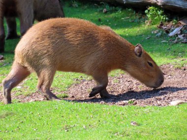 Capybara (Hydrochoerus hydrochaeris), Capivara, Carpincho, Ronsoco, Wasserschwein, Capibara, Carpincho, Maiale d 'acqua, Quiuit or Vodenprase - Zurich Zoo (Zuerich), İsviçre / Schweiz