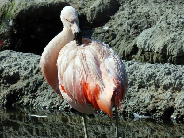 Chilenischer Flamingo Phoenicopterus Chilensis Der Chileflamingo Oder Chilenischer Flamingo Zoo — Stockfoto