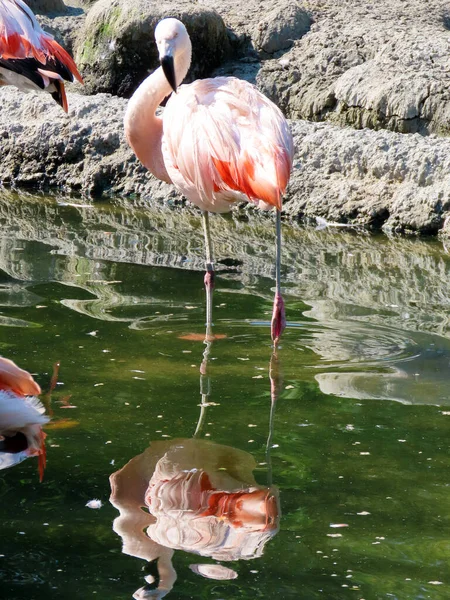 Flamingo Chileno Phoenicopterus Chilensis Der Chileflamingo Oder Chilenische Flamingo Zoo — Foto de Stock