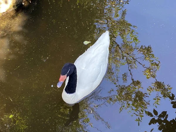 黑颈天鹅 Cygnus Melancoryphus 施瓦兹哈什旺 Der Schwarzhalsschwan 黎赛涅 Cygne Cou Noir — 图库照片