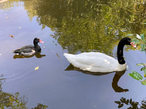 Cisne Pescoço Preto Cygnus Melancoryphus Der Schwarzhalsschwan Cygne Cou Noir — Fotografia de Stock