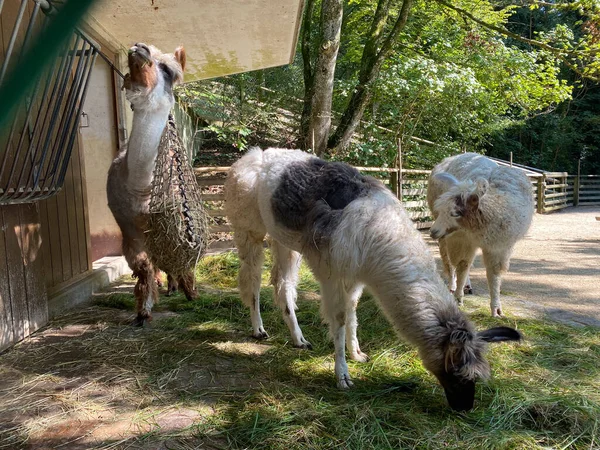 Vicuna Vicugna Vicugna Vicuna Vigogne Vigogna Vikunja Zoo Zurich Zuerich — Photo