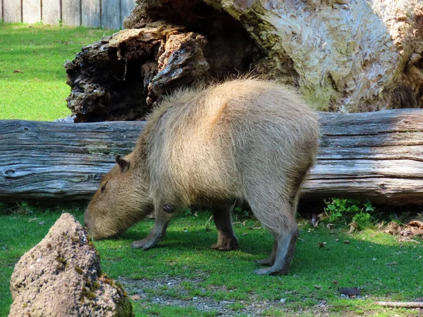 Capybara Hydrochoerus Hydrochaeris Capivara Carpincho Ronsoco Wasserschwein Capibara Carpincho Maiale — Zdjęcie stockowe