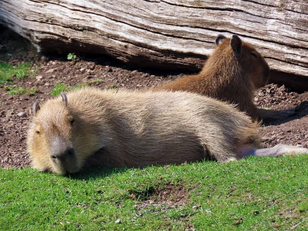 Capybara Hydrochoerus Hydrochairis Capivara Carpincho Ronsoco Wasserschwein Capibara Carpincho Maiale — ストック写真