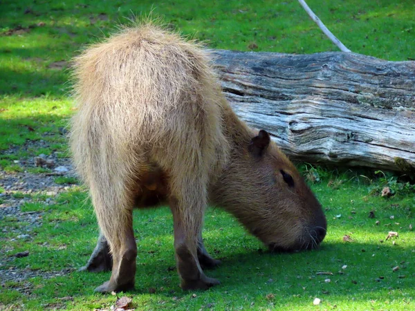 Capybara Hydrochoerus Hydrochaeris Capivara Carpincho Ronsoco Wasserschwein Capibara Carpincho Maiale — Photo