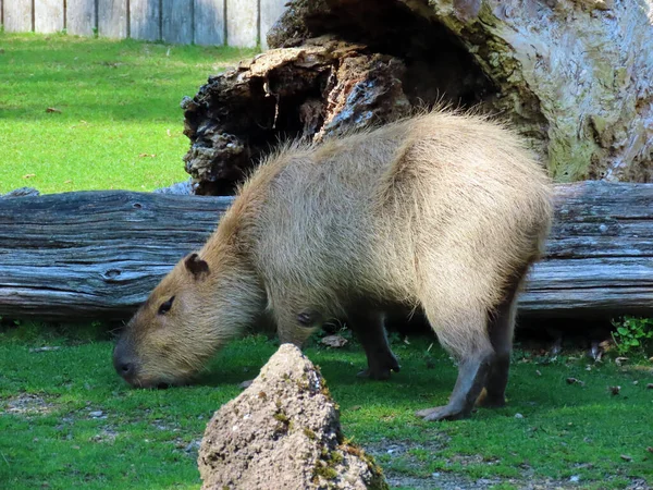Capybara Hydrochoerus Hydrochaeris Capivara Carpincho Ronsoco Wasserschwein Capibara Carpincho Maiale — Zdjęcie stockowe