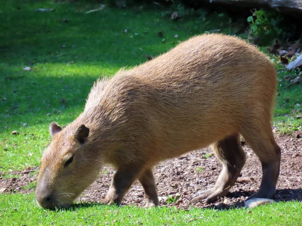 Capybara Hydrochoerus Hydrochaeris Capivara Carpincho Ronsoco Wasserschwein Capibara Carpincho Maiale — стокове фото