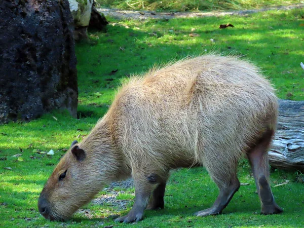 Capybara Hydrochoerus Hydrochaeris Capivara Carpincho Ronsoco Wasserschwein Capibara Carpincho Maiale — Zdjęcie stockowe