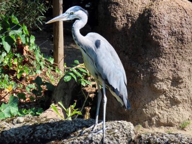 Gri balıkçıl (Ardea cinerea), Der Graureiher, Fischreiher, L 'airone cenerino veya Siva caplja - The Zoo Zurich (Zuerich), İsviçre / Schweiz
