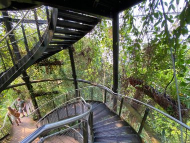 Masoala Yağmur Ormanları - Der Masoala Regenwald - La Foret Pluviale de Masoala - La Foresta pluviale Masoala - Hayvanat Bahçesi Zürih (Zuerich), İsviçre / Schweiz
