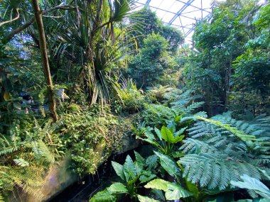 Masoala Yağmur Ormanları - Der Masoala Regenwald - La Foret Pluviale de Masoala - La Foresta pluviale Masoala - Hayvanat Bahçesi Zürih (Zuerich), İsviçre / Schweiz