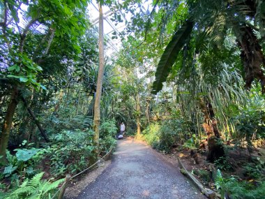 Masoala Yağmur Ormanları - Der Masoala Regenwald - La Foret Pluviale de Masoala - La Foresta pluviale Masoala - Hayvanat Bahçesi Zürih (Zuerich), İsviçre / Schweiz