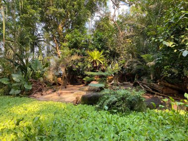 Masoala Yağmur Ormanları - Der Masoala Regenwald - La Foret Pluviale de Masoala - La Foresta pluviale Masoala - Hayvanat Bahçesi Zürih (Zuerich), İsviçre / Schweiz