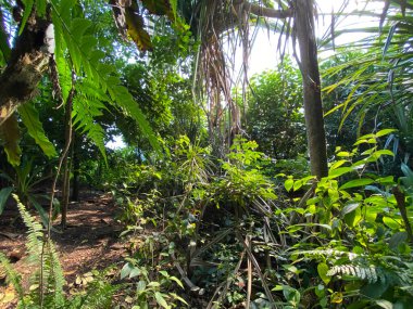 Masoala Yağmur Ormanları - Der Masoala Regenwald - La Foret Pluviale de Masoala - La Foresta pluviale Masoala - Hayvanat Bahçesi Zürih (Zuerich), İsviçre / Schweiz