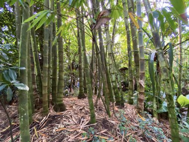 Masoala Yağmur Ormanları - Der Masoala Regenwald - La Foret Pluviale de Masoala - La Foresta pluviale Masoala - Hayvanat Bahçesi Zürih (Zuerich), İsviçre / Schweiz
