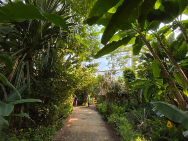Masoala Yağmur Ormanları - Der Masoala Regenwald - La Foret Pluviale de Masoala - La Foresta pluviale Masoala - Hayvanat Bahçesi Zürih (Zuerich), İsviçre / Schweiz