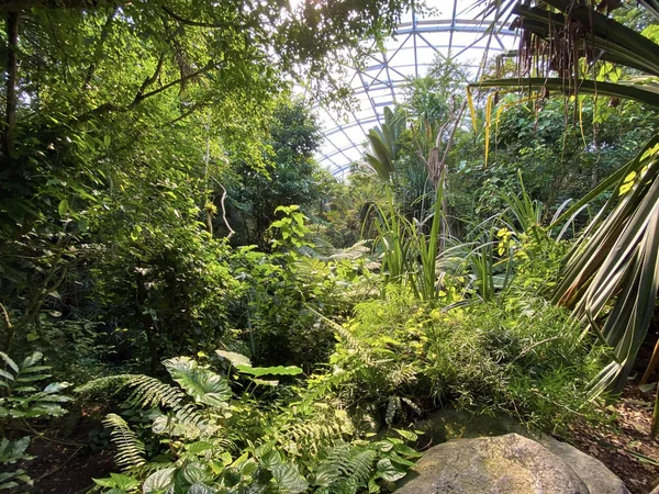 Masoala Yağmur Ormanları Der Masoala Regenwald Foret Pluviale Masoala Foresta — Stok fotoğraf