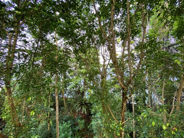 Masoala Regenwald Der Masoala Regenwald Foret Pluviale Masoala Foresta Pluviale — Stockfoto
