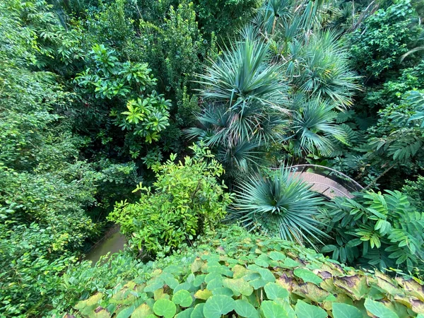 Masoala Rainforest Der Masoala Regenwald Foret Pluviale Masoala Foresta Pluviale — Stock fotografie