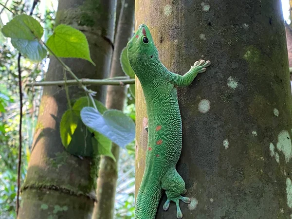 Gecko Dnia Złotego Pyłu Phelsuma Laticauda Syn Pachydactylus Laticauda Der — Zdjęcie stockowe